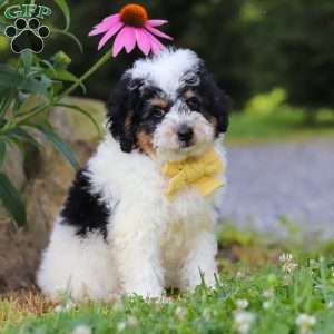 Tundra, Mini Bernedoodle Puppy